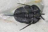 Cyphaspis Walteri & Kayserops Trilobite Cluster - Mrakib, Morocco #168395-3